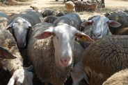 Cordero de Ibiza se encuentra en una crítica situación de extinción