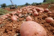 Patata roja de Eivissa. Recuperando los sabores auténticos de la huerta