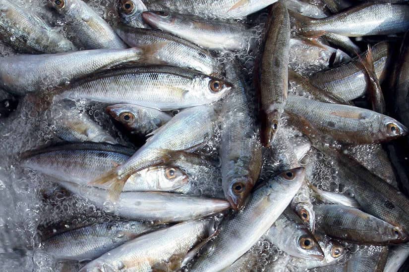 Gerret (gerret fish) is a highly prized variety on Ibiza | FaceFoodMag