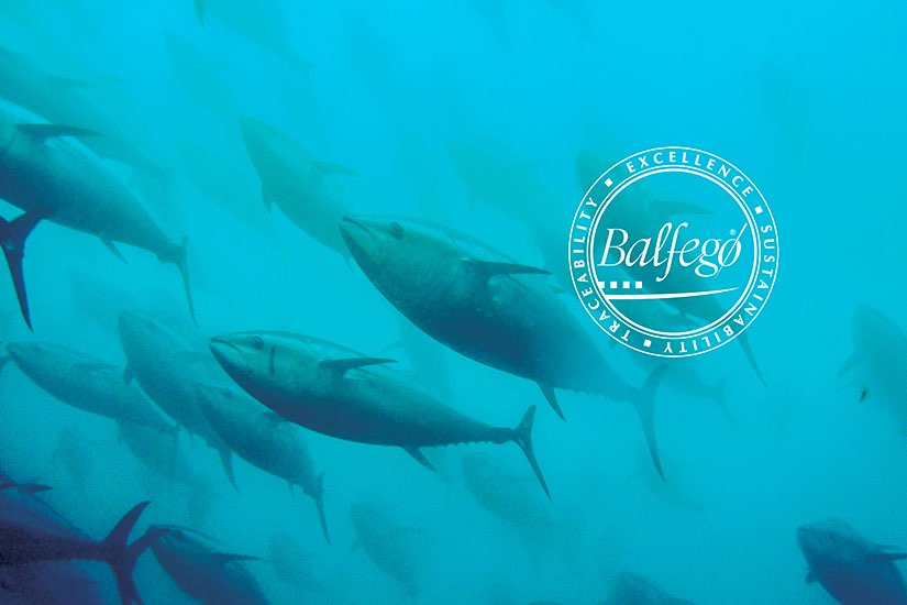 Balfegó. From the “Iberian of the sea”, right down to its every movement