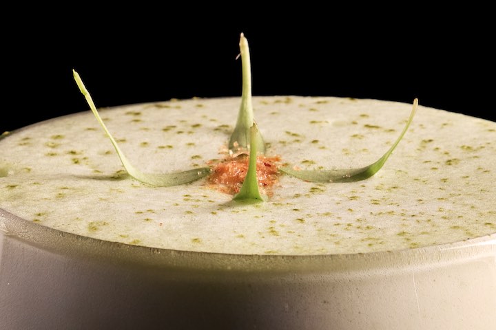 Apple matcha tiradito. StreetXO Ibiza