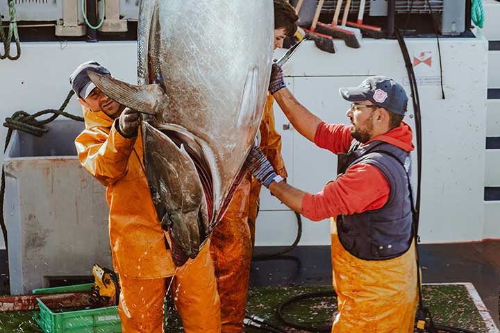 Bluefin tuna Balfegó
