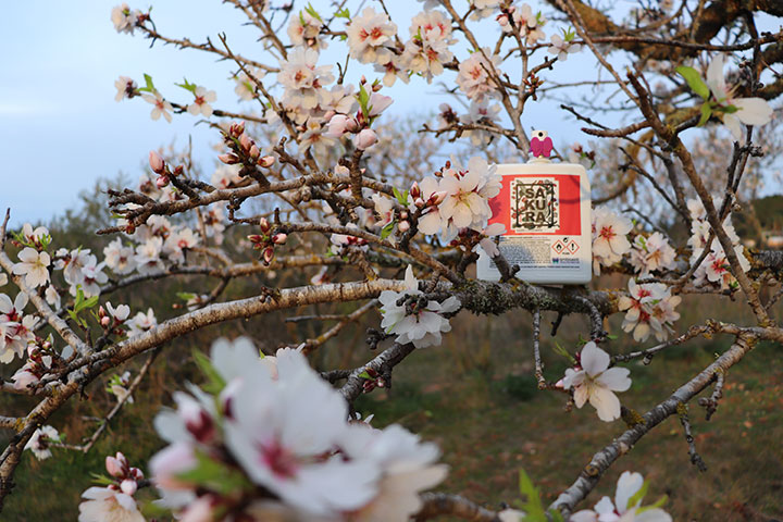 Aroma Sakura. Ambiseint
