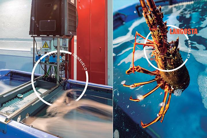 Lobster. Consuelo & Pardalet