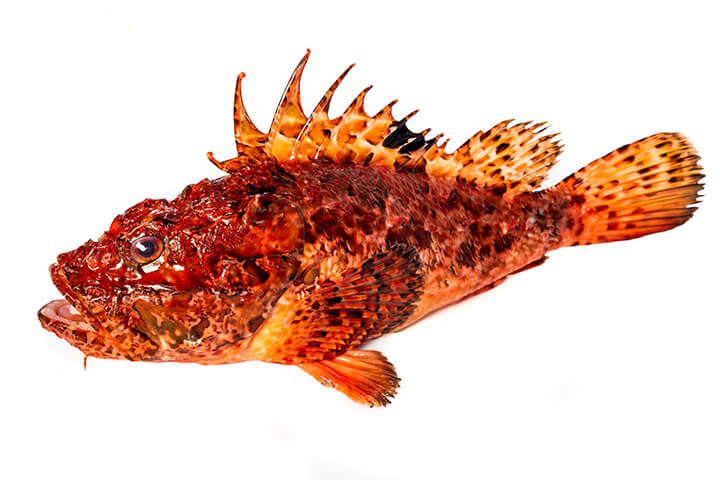 Rotja fish (red scorpionfish)