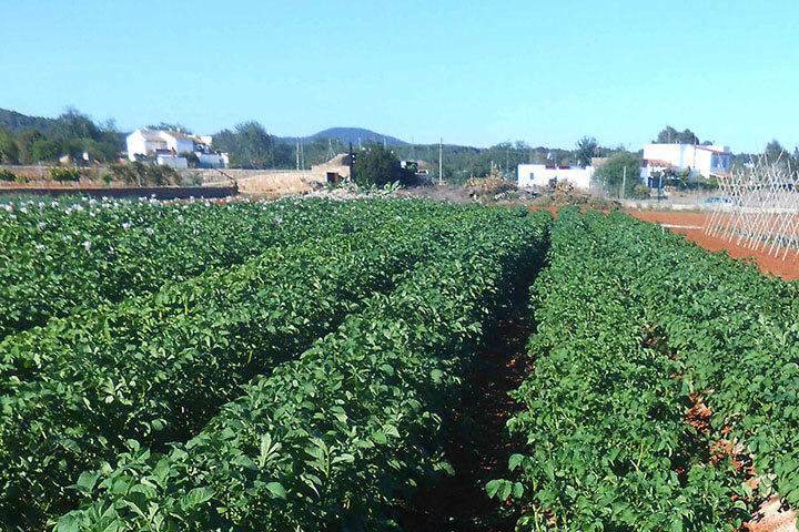 Ibiza red potato plantation