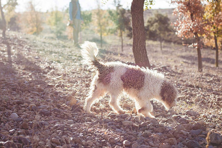 Truffles-hunting dog